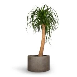 Beaucarnea - Pony Tail Palm - Single Stem 34 Beaucarnea - Pony Tail Palm - Single Stem -Plant Promotion Store Beaucarnea Pony Tail Palm Single Stem 30x125cm Grigio Cylinder Planter Natural Concrete 48x32cm 71043c72 6bae 4523 b890 9e1e6cb57d62