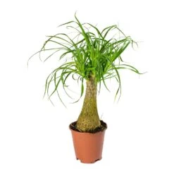 Beaucarnea - Pony Tail Palm - Single Stem 33 Beaucarnea - Pony Tail Palm - Single Stem -Plant Promotion Store Beaucarnea Pony Tail Palm Single Stem 45cm
