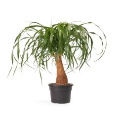 Beaucarnea - Pony Tail Palm - Single Stem 35 Beaucarnea - Pony Tail Palm - Single Stem -Plant Promotion Store Beaucarnea Pony Tail Palm Single Stem 45cm cb626979 d715 4d9f aa65 48b09f061a33
