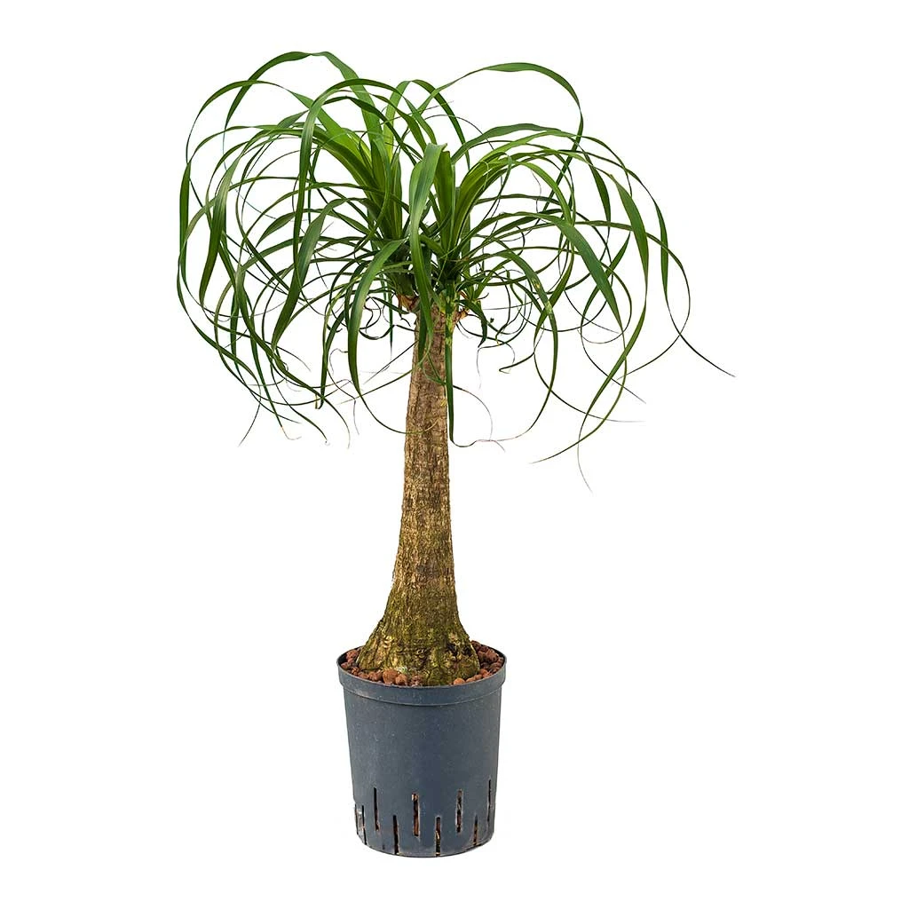 Beaucarnea - Pony Tail Palm - Single Stem - HydroCare 3 Beaucarnea - Pony Tail Palm - Single Stem - HydroCare