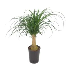 Beaucarnea - Pony Tail Palm - Single Stem - HydroCare 15 Beaucarnea - Pony Tail Palm - Single Stem - HydroCare -Plant Promotion Store Beaucarnea Pony Tail Palm Single Stem Hydroculture Indoor Plant Small