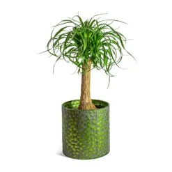 Beaucarnea - Pony Tail Palm - Single Stem 26 Beaucarnea - Pony Tail Palm - Single Stem -Plant Promotion Store Beaucarnea Pony Tail Palm Single Stem Jiro Metal Plant Pots Set of 6 Green