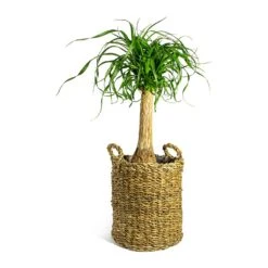 Beaucarnea - Pony Tail Palm - Single Stem 29 Beaucarnea - Pony Tail Palm - Single Stem -Plant Promotion Store Beaucarnea Pony Tail Palm Single Stem Joris Plant Baskets Set of 3 Natural
