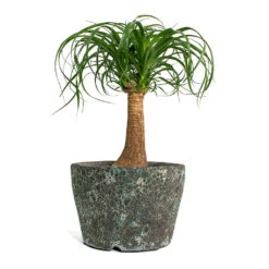 Beaucarnea - Pony Tail Palm - Single Stem 31 Beaucarnea - Pony Tail Palm - Single Stem -Plant Promotion Store Beaucarnea Pony Tail Palm Single Stem Lava Couple Straight Relic Planter Jade c4283446 fe6d 49e3 b2e4 802b1f90b6b6