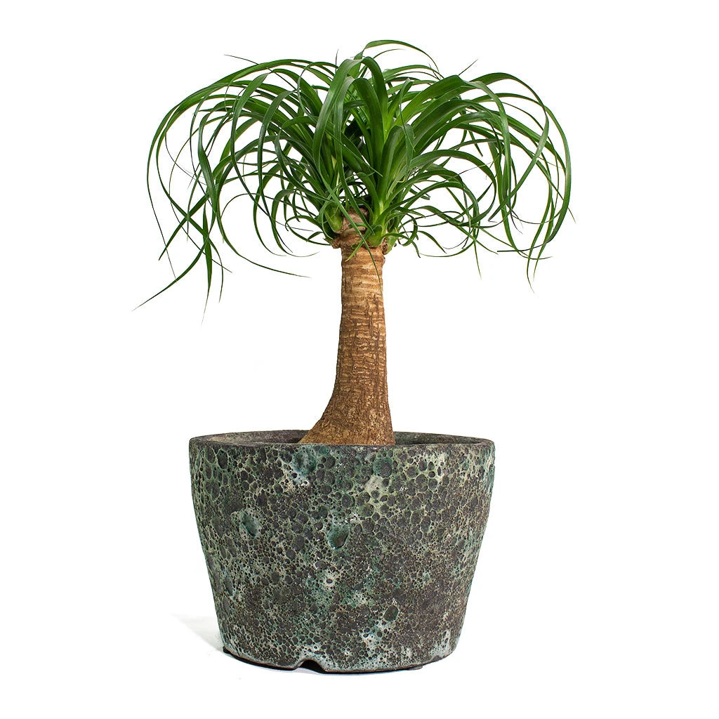 Beaucarnea - Pony Tail Palm - Single Stem 12 Beaucarnea - Pony Tail Palm - Single Stem - Image 10