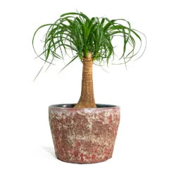 Beaucarnea - Pony Tail Palm - Single Stem 30 Beaucarnea - Pony Tail Palm - Single Stem -Plant Promotion Store Beaucarnea Pony Tail Palm Single Stem Lava Couple Straight Relic Planter Pink bf785c89 49a1 46a7 93ae addd3b5bf061
