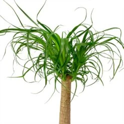 Beaucarnea - Pony Tail Palm - Single Stem 38 Beaucarnea - Pony Tail Palm - Single Stem -Plant Promotion Store Beaucarnea Pony Tail Palm Single Stem Leaves