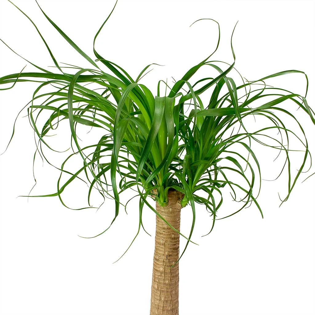 Beaucarnea - Pony Tail Palm - Single Stem 19 Beaucarnea - Pony Tail Palm - Single Stem - Image 17