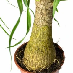 Beaucarnea - Pony Tail Palm - Single Stem 39 Beaucarnea - Pony Tail Palm - Single Stem -Plant Promotion Store Beaucarnea Pony Tail Palm Single Stem Trunk 45cm