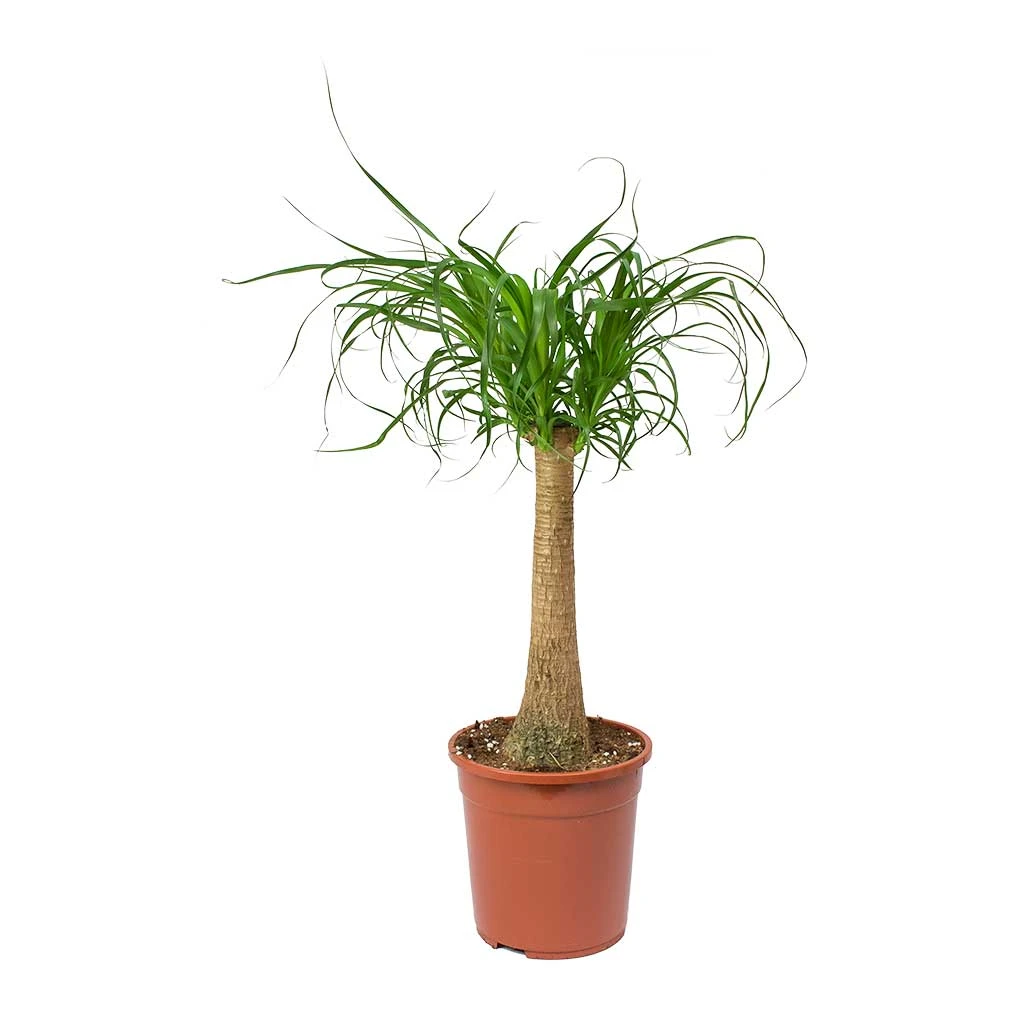 Beaucarnea - Pony Tail Palm - Single Stem 9 Beaucarnea - Pony Tail Palm - Single Stem - Image 7