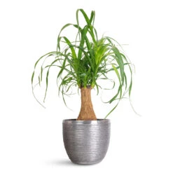 Elise Metal Plant Pot - Lead 14 Elise Metal Plant Pot - Lead -Plant Promotion Store Beaucarnea Single Stem 14x35cm Elise Metal Pot Lead 21x16cm