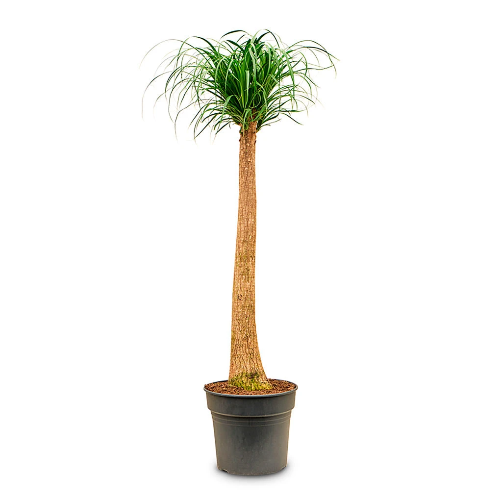 Beaucarnea - Pony Tail Palm - Single Stem 21 Beaucarnea - Pony Tail Palm - Single Stem - Image 19