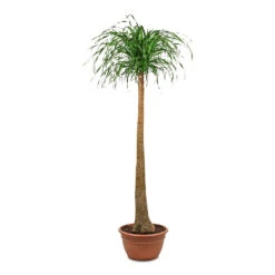 Beaucarnea - Pony Tail Palm - Single Stem 41 Beaucarnea - Pony Tail Palm - Single Stem -Plant Promotion Store Beaucarnea Single Stem 40x165cm