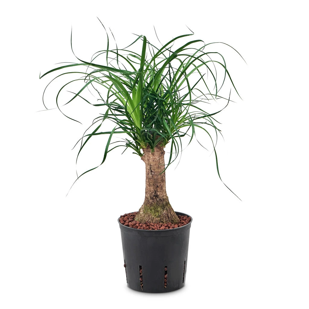 Beaucarnea - Pony Tail Palm - Single Stem - HydroCare 5 Beaucarnea - Pony Tail Palm - Single Stem - HydroCare - Image 3