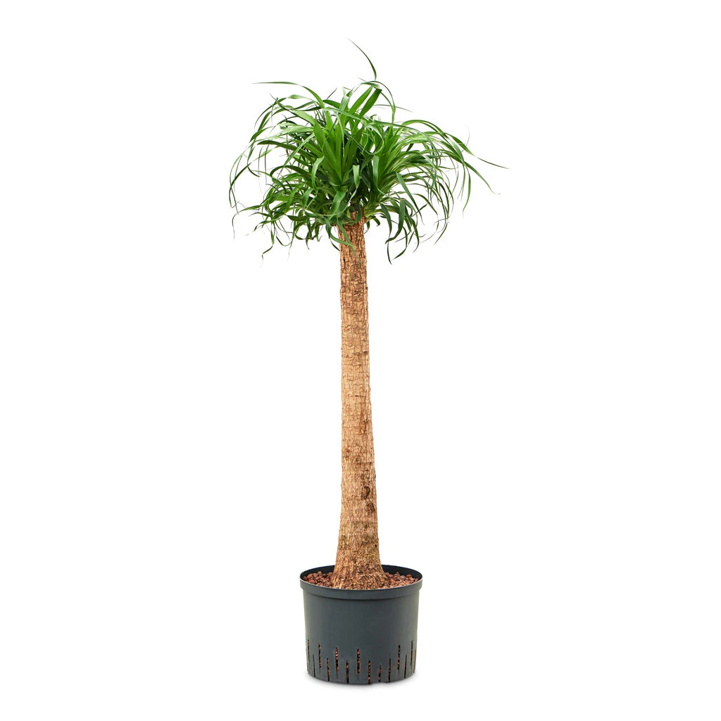 Beaucarnea - Pony Tail Palm - Single Stem - HydroCare 6 Beaucarnea - Pony Tail Palm - Single Stem - HydroCare - Image 4