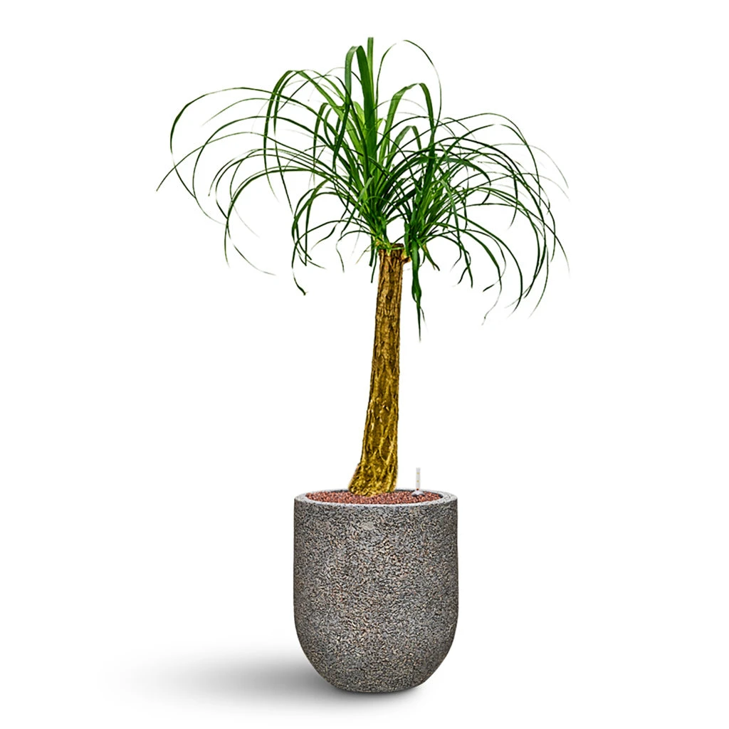 Beaucarnea - Pony Tail Palm - Single Stem - HydroCare 4 Beaucarnea - Pony Tail Palm - Single Stem - HydroCare - Image 2