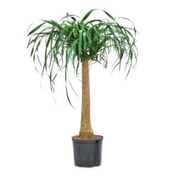 Beaucarnea - Pony Tail Palm - Single Stem - HydroCare 14 Beaucarnea - Pony Tail Palm - Single Stem - HydroCare -Plant Promotion Store Beaucarnea Single Stem HydroCare 22 19x90cm