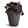 Begonia BD Rex - Anne Begonia -Plant Promotion Store Begonia BD Rex Anne Begonia 12x20cm Gerben Black 1 3ebe63c3 5a9b 4477 bddf 30dada0fb4d6