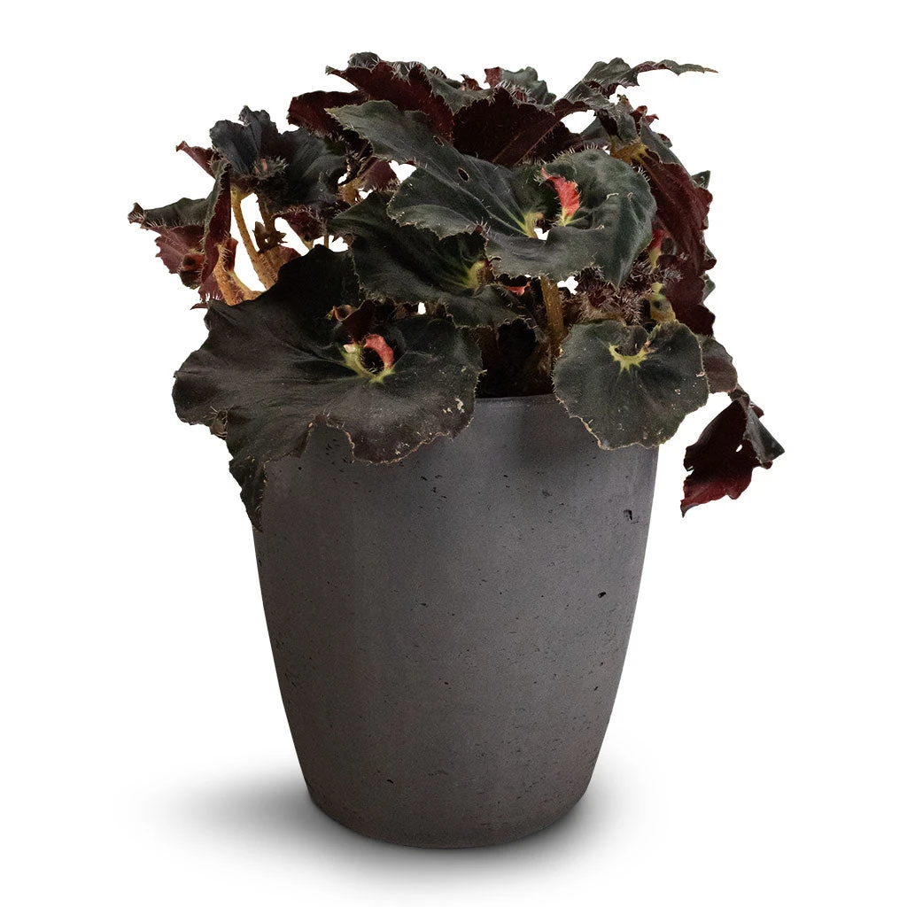 Begonia BD Rex - Anne Begonia 3 Begonia BD Rex - Anne Begonia