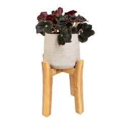 Patt Plant Pot - Tall Stand - Grey Washed -Plant Promotion Store Begonia BD Rex Anne Begonia 12x20cm Patt Plant Pot Tall Stand Grey Washed 23x34cm d811cb27 bdee 4fa1 888c a593aab716f9