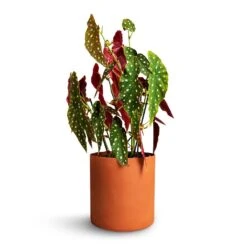 Puk Refined Planter - Canyon Orange -Plant Promotion Store Begonia Maculata Polka Dot Begonia 22x70cm Puk Refined Planter Canyon Orange 25x24.5cm 2cfa1a29 c0b9 4726 a0db 2af99bb1b4f7