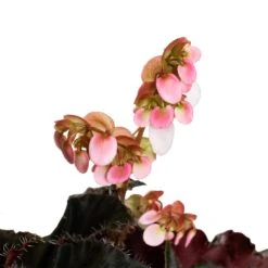 Begonia BD Rex - Anne Begonia 12 Begonia BD Rex - Anne Begonia -Plant Promotion Store Begonia Rex Anne Flower 2