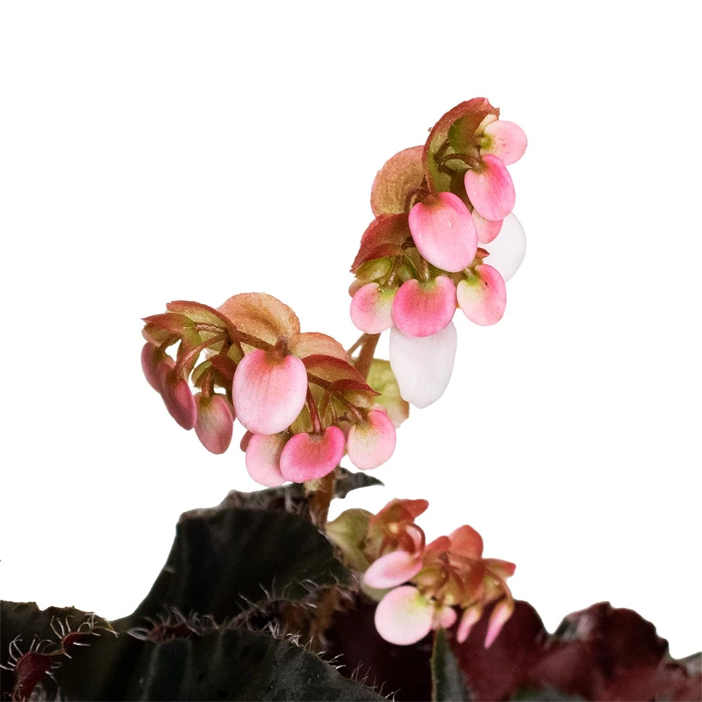 Begonia BD Rex - Anne Begonia 7 Begonia BD Rex - Anne Begonia - Image 5