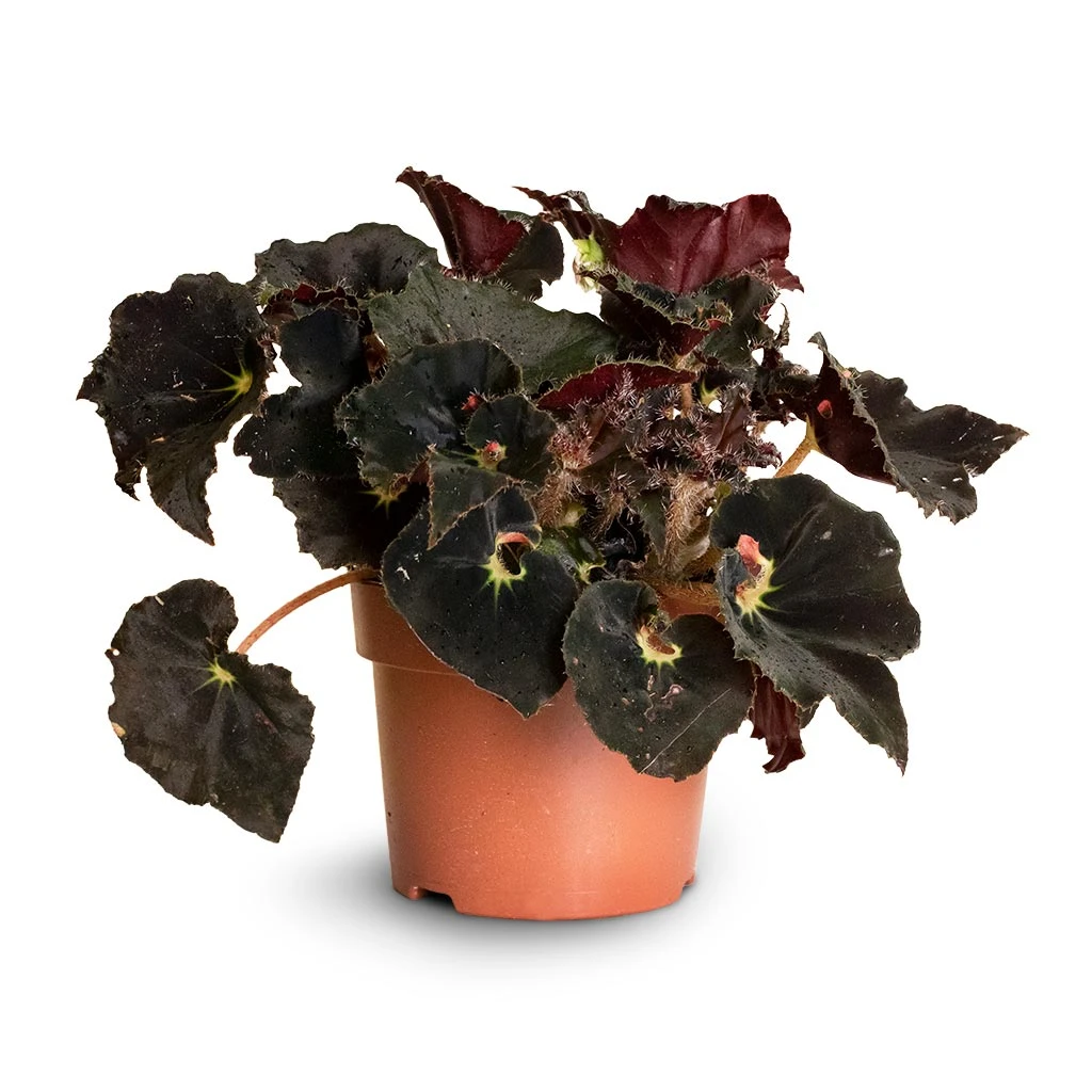Begonia BD Rex - Anne Begonia 5 Begonia BD Rex - Anne Begonia - Image 3