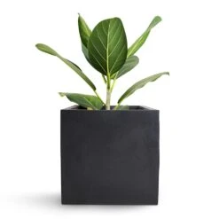 Fleur Natural Planter - Black -Plant Promotion Store Bengal Fig Fleur Natural Planter Black 20x20x20cm
