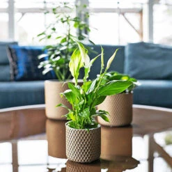 Bernt Plant Pot - Shiny Gold 18 Bernt Plant Pot - Shiny Gold -Plant Promotion Store Bernt shiny gold 01