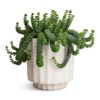 Crassula Marneriana Worm Plant - Baby Jade Necklace 1 Crassula Marneriana Worm Plant - Baby Jade Necklace -Plant Promotion Store Bourton Scalloped Plant Pot Ivory