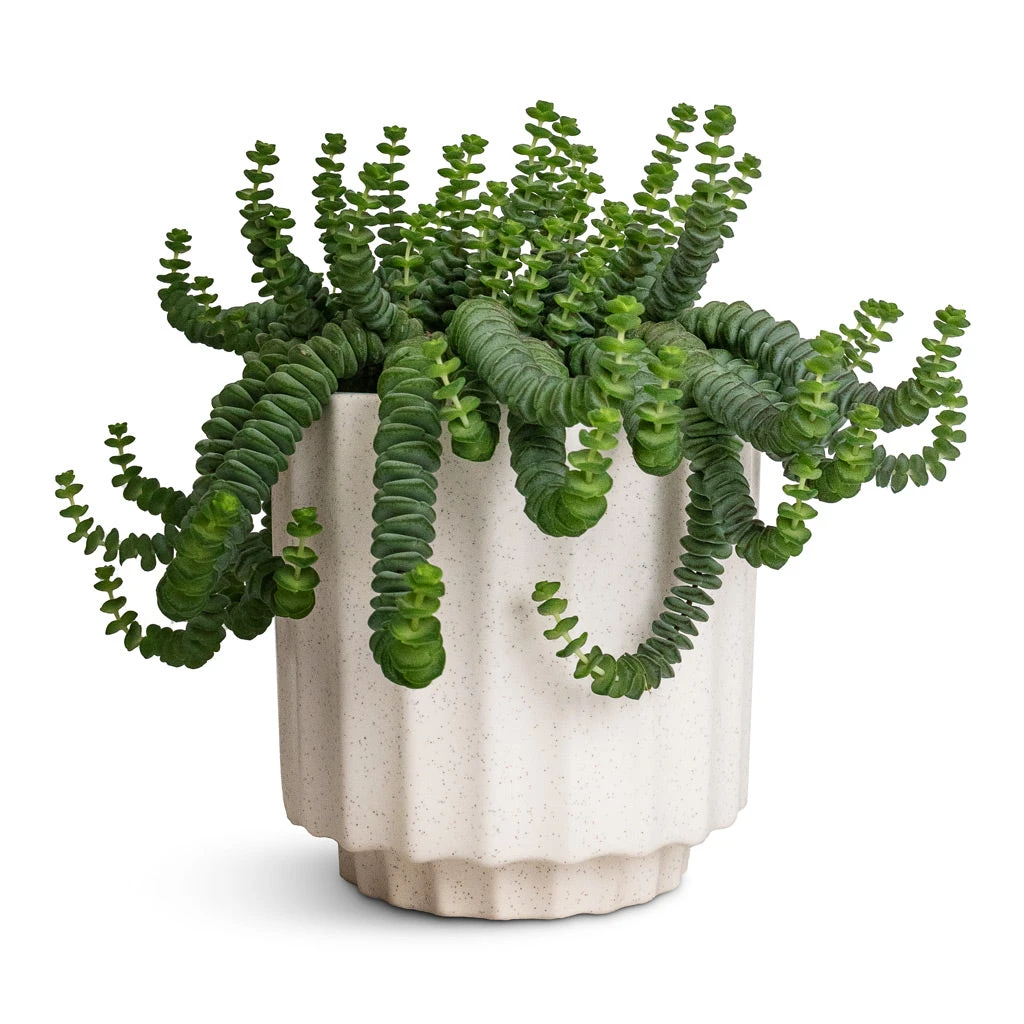 Crassula Marneriana Worm Plant - Baby Jade Necklace 3 Crassula Marneriana Worm Plant - Baby Jade Necklace