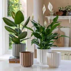 Bourton Scalloped Plant Pot - Sage 15 Bourton Scalloped Plant Pot - Sage -Plant Promotion Store BourtonScallopedPlantPot Ivory 18x18cm aa22b863 c25f 4b00 b03d 338614f0a39c