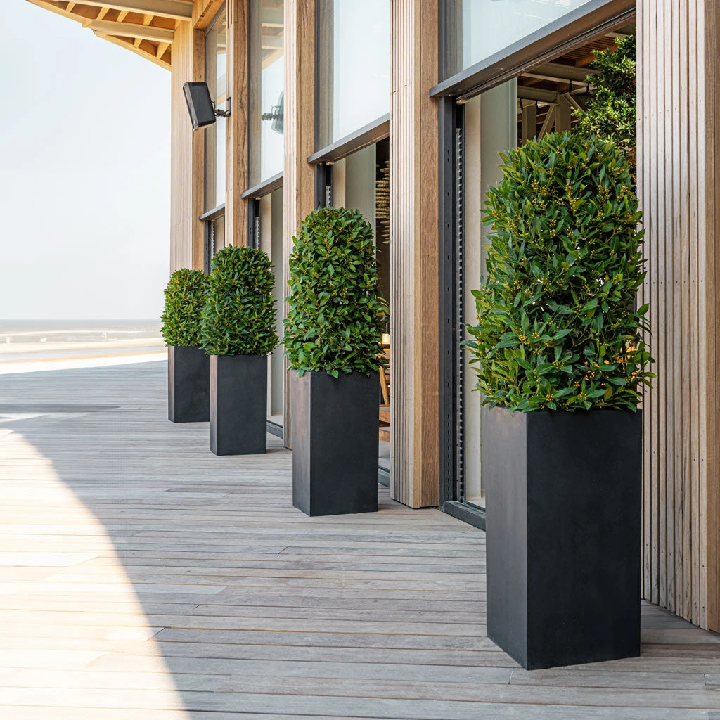 Bouvy Natural Planter - Black 8 Bouvy Natural Planter - Black - Image 6