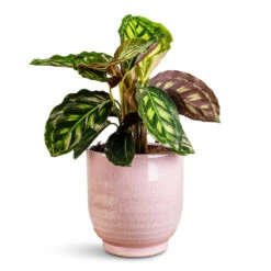 Sofia Plant Pot - Rose 18 Sofia Plant Pot - Rose -Plant Promotion Store Calathea Flamestar 14 x 45cm Sofia Pot Rose 15.5x15.5cm 1