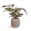Calathea Fusion White 1 Calathea Fusion White -Plant Promotion Store Calathea Fusion White 14x35cm Arles Leaf Plant Pot Mocha 17x17cm 99ffd189 8119 4dfe a168 b23f78b4e3b9