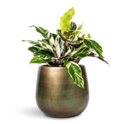 Calathea Fusion White 23 Calathea Fusion White -Plant Promotion Store Calathea Fusion White 14x35cm Esra Plant Pot Shiny Green 22x20cm