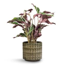 Calathea Fusion White 22 Calathea Fusion White -Plant Promotion Store Calathea Fusion White 14x35cm Stian Plant Pot Moss Green 18x17cm