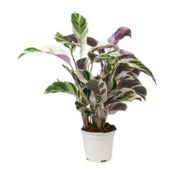 Calathea Fusion White 24 Calathea Fusion White -Plant Promotion Store Calathea Fusion White