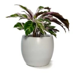 Calathea Fusion White 29 Calathea Fusion White -Plant Promotion Store Calathea Fusion White Cresta Plant Pot Pure White