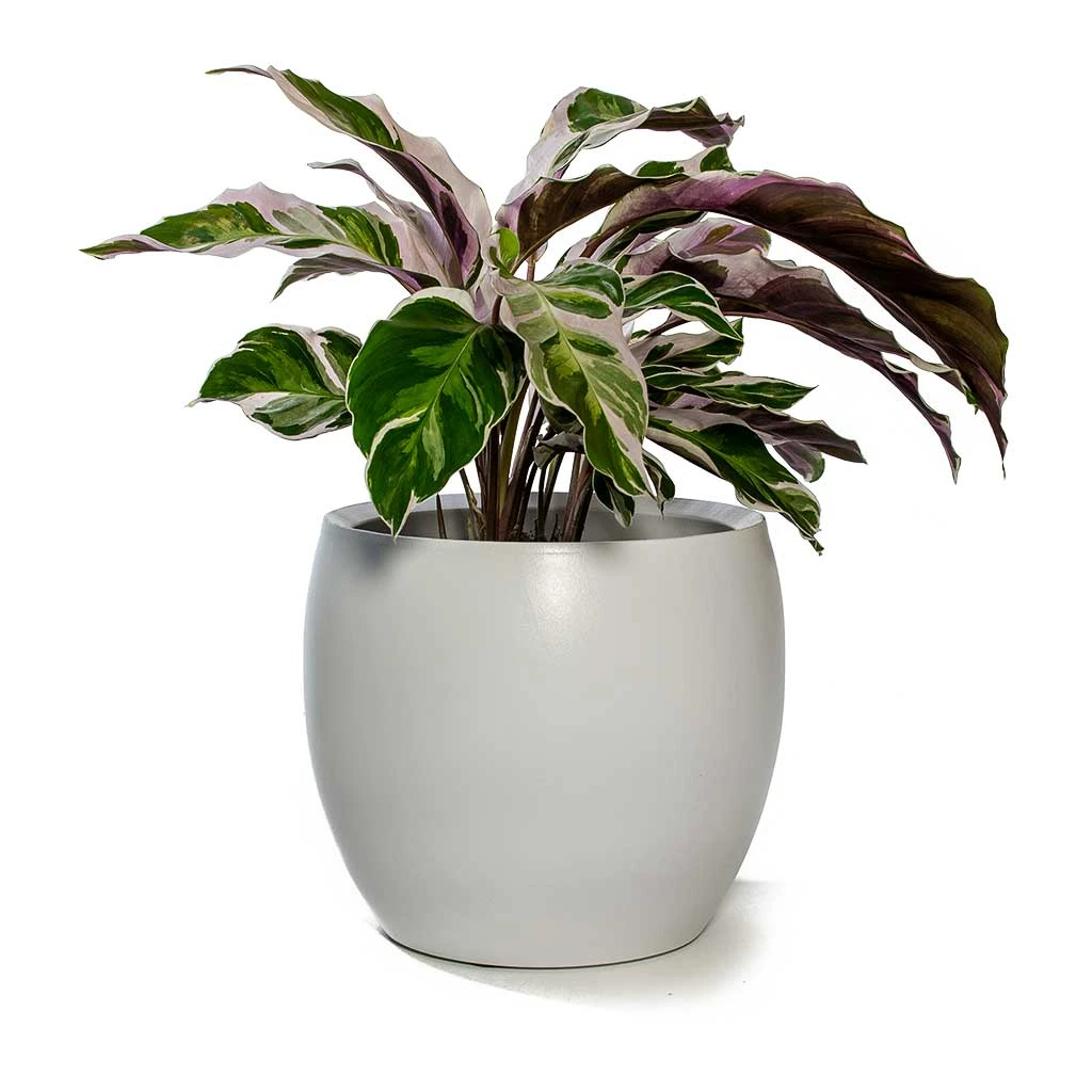 Calathea Fusion White 15 Calathea Fusion White - Image 13