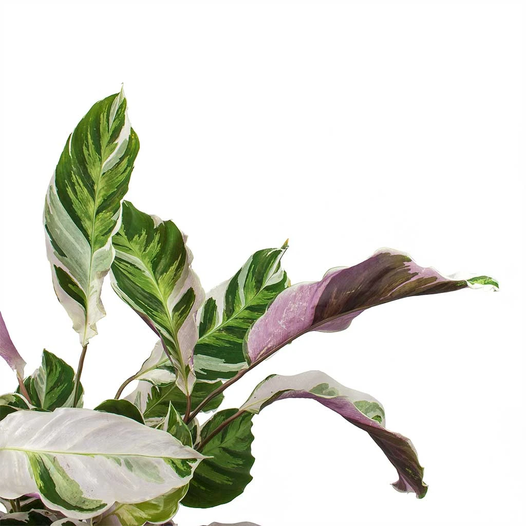 Calathea Fusion White 7 Calathea Fusion White - Image 5