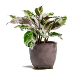 Calathea Fusion White 26 Calathea Fusion White -Plant Promotion Store Calathea Fusion White kaat pink plant pot d5ab7191 512b 4143 aca1 5f135437b65f