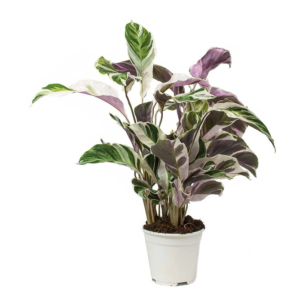 Calathea Fusion White 10 Calathea Fusion White - Image 8