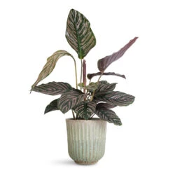 Roger Plant Pot - Powder -Plant Promotion Store Calathea Sanderiana Pin Stripe 14x50cm Roger Pot Powder 17x17cm 1