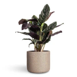 Bernt Plant Pot - Shiny Gold 15 Bernt Plant Pot - Shiny Gold -Plant Promotion Store Calathea Sanderiana Pin Stripe Calathea 14x50cm Bernt Plant Pot Shiny Gold 17x14cm 1
