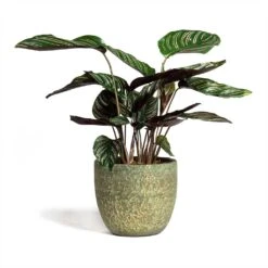 Rinca Plant Pot - Shiny Green 34 Rinca Plant Pot - Shiny Green -Plant Promotion Store Calathea Sanderiana Pin Stripe Calathea 14x50cm Rinca Plant Pot Shiny Green 17x15cm 8c6233c5 88a4 45b3 944c bd1e36d67714