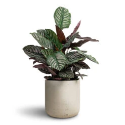 Charlie Plant Pot - Grey Washed 27 Charlie Plant Pot - Grey Washed -Plant Promotion Store Calathea Sanderiana Pin Stripe Calathea 24x75cm Charlie Plant Pot Grey Washed 32x31cm 1