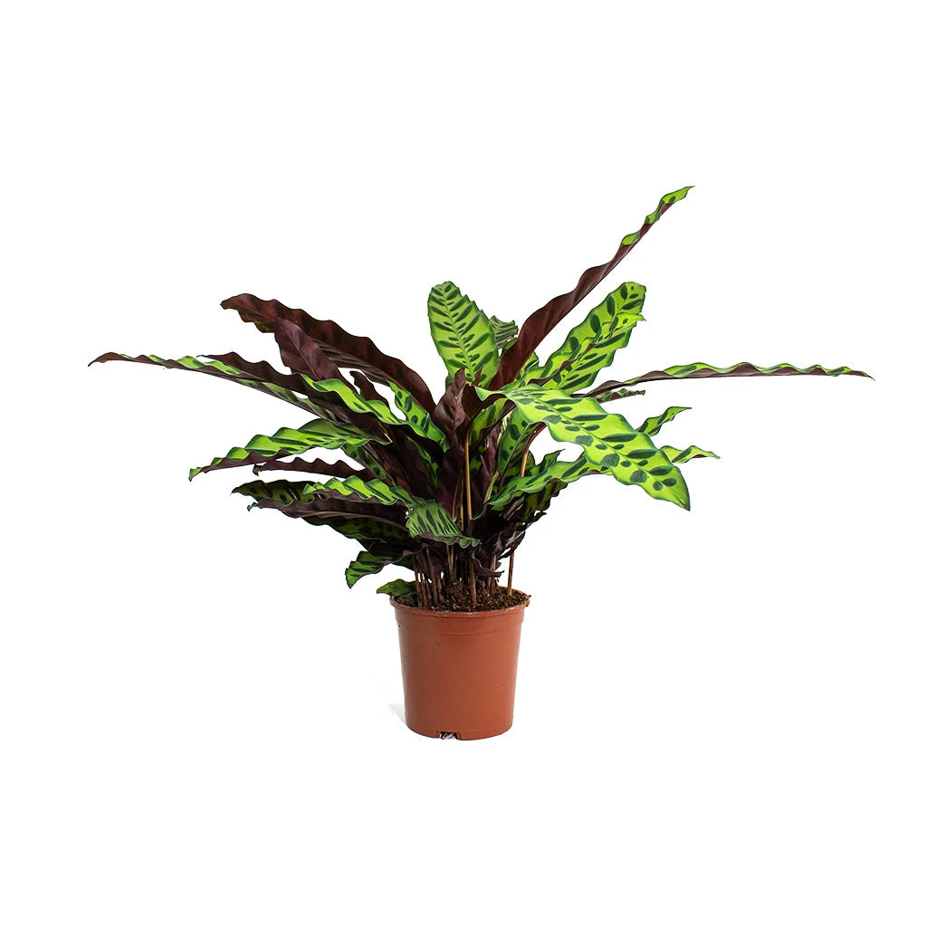Calathea Lancifolia - Rattlesnake Plant 15 Calathea Lancifolia - Rattlesnake Plant - Image 13