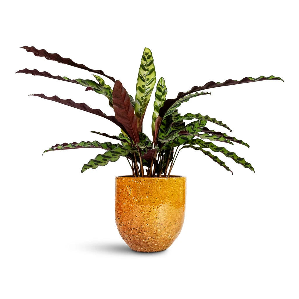 Calathea Lancifolia - Rattlesnake Plant 4 Calathea Lancifolia - Rattlesnake Plant - Image 2